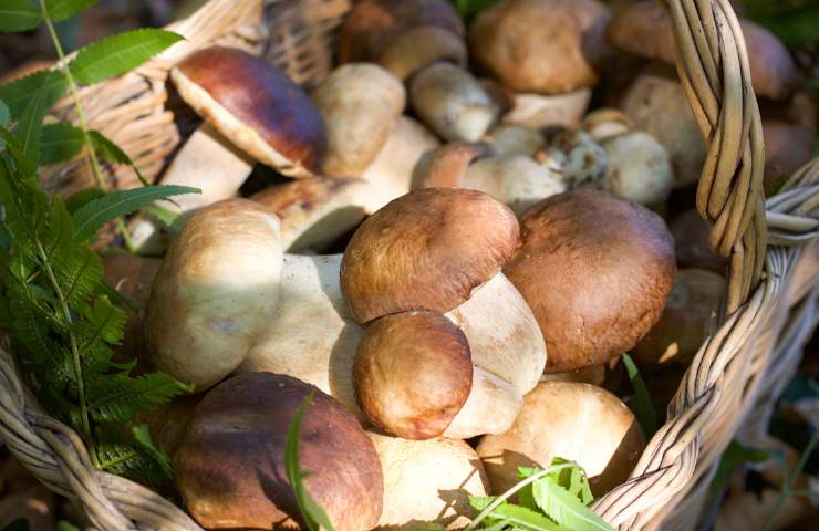 Come fare le polpette di funghi porcini